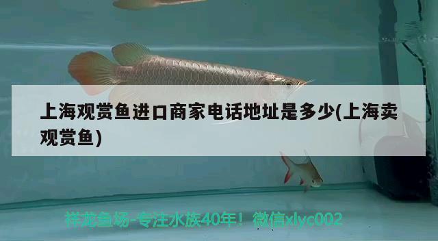 魟魚為什么養(yǎng)一對：魟魚養(yǎng)一只好還是二只好 廣州水族批發(fā)市場 第2張