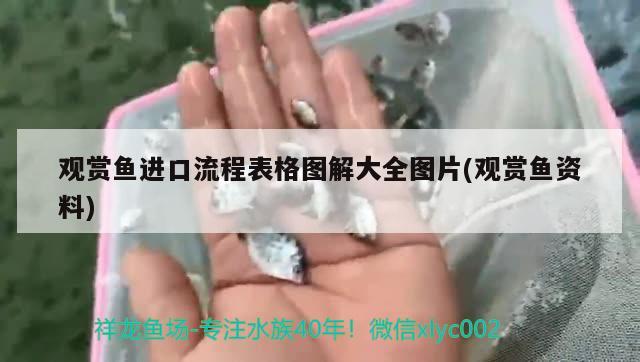 觀賞魚進(jìn)口流程表格圖解大全圖片(觀賞魚資料)