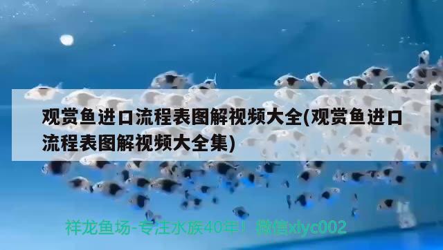 觀賞魚進口流程表圖解視頻大全(觀賞魚進口流程表圖解視頻大全集)