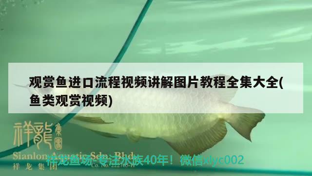 觀賞魚(yú)進(jìn)口流程視頻講解圖片教程全集大全(魚(yú)類(lèi)觀賞視頻) 觀賞魚(yú)進(jìn)出口