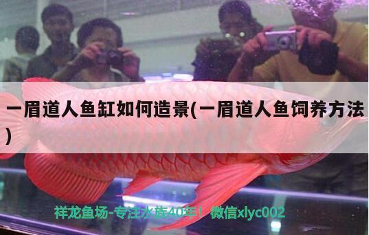 一眉道人魚(yú)缸如何造景(一眉道人魚(yú)飼養(yǎng)方法)