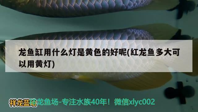 黑魚能不能在魚缸里養(yǎng) 黑魚能不能在魚缸里養(yǎng)殖 細線銀板魚苗