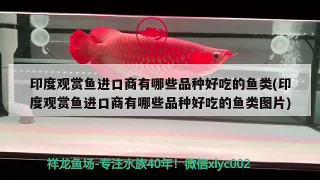 印度觀賞魚進(jìn)口商有哪些品種好吃的魚類(印度觀賞魚進(jìn)口商有哪些品種好吃的魚類圖片) 觀賞魚進(jìn)出口