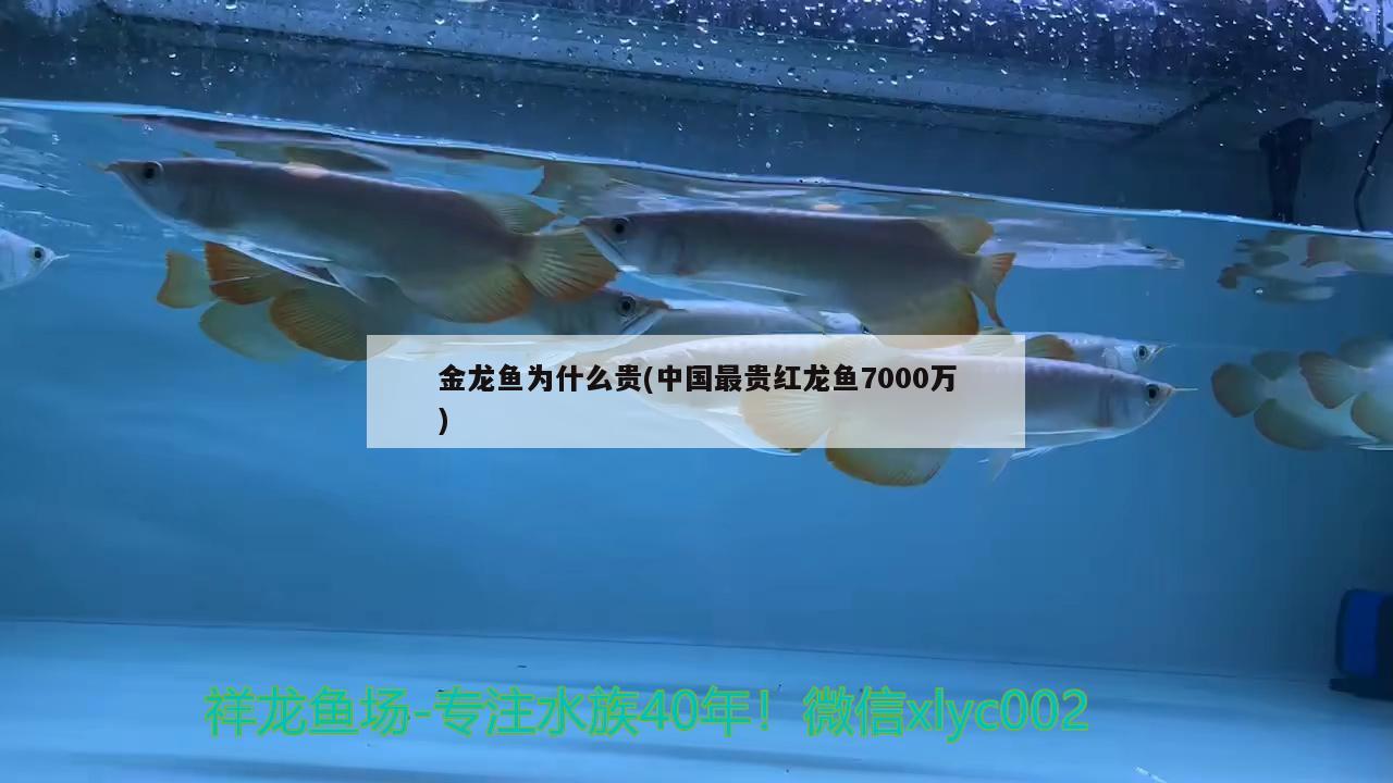 金龍魚為什么貴(中國最貴紅龍魚7000萬)