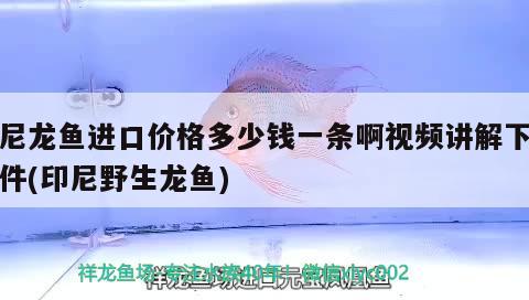 龍魚燈什么品牌的好用（金龍魚用什么牌子的燈最好） 水族燈（魚缸燈） 第3張