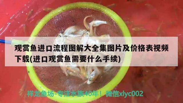 觀賞魚(yú)進(jìn)口流程圖解大全集圖片及價(jià)格表視頻下載(進(jìn)口觀賞魚(yú)需要什么手續(xù)) 觀賞魚(yú)進(jìn)出口