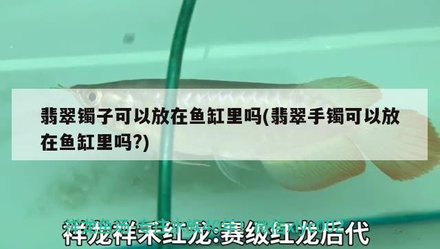 翡翠鐲子可以放在魚缸里嗎(翡翠手鐲可以放在魚缸里嗎?) 印尼虎苗