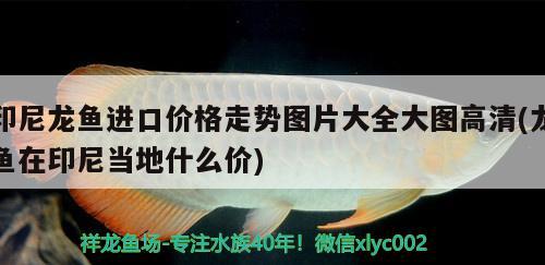 印尼龍魚進口價格走勢圖片大全大圖高清(龍魚在印尼當?shù)厥裁磧r) 觀賞魚進出口