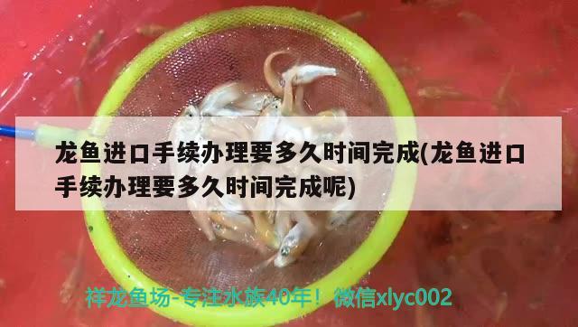 龍魚進(jìn)口手續(xù)辦理要多久時(shí)間完成(龍魚進(jìn)口手續(xù)辦理要多久時(shí)間完成呢) 觀賞魚進(jìn)出口