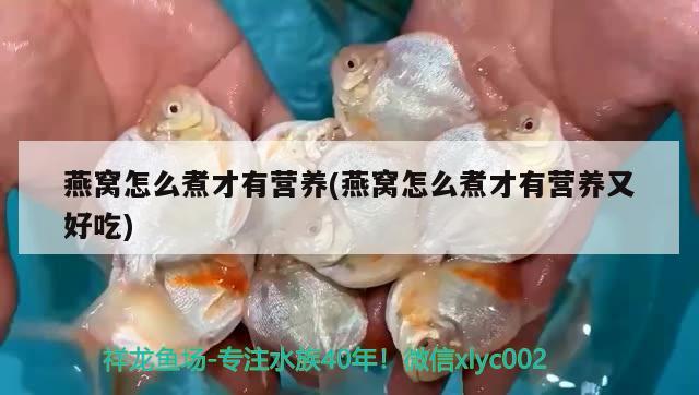 銀龍魚分類及圖片（銀龍魚品相圖解） 祥龍龍魚魚糧 第2張