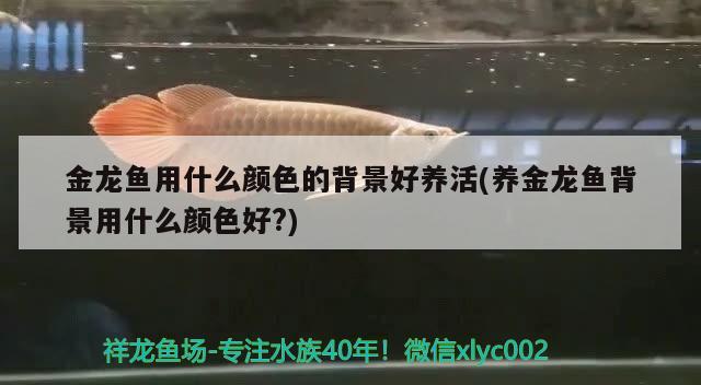 金龍魚用什么顏色的背景好養(yǎng)活(養(yǎng)金龍魚背景用什么顏色好?) 帝王迷宮魚