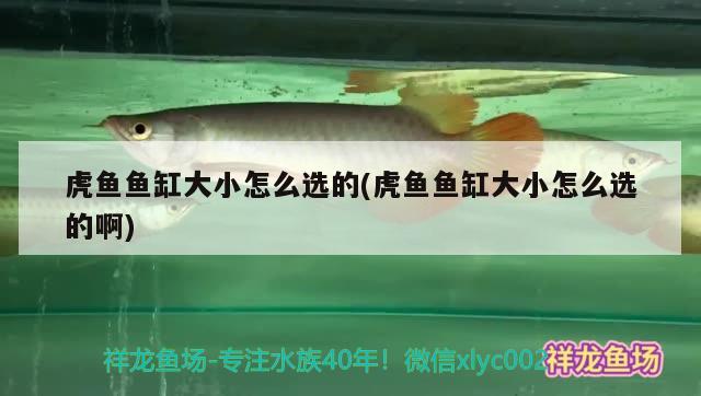 虎魚魚缸大小怎么選的(虎魚魚缸大小怎么選的啊)