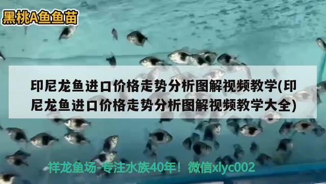 印尼龍魚進口價格走勢分析圖解視頻教學(xué)(印尼龍魚進口價格走勢分析圖解視頻教學(xué)大全) 觀賞魚進出口