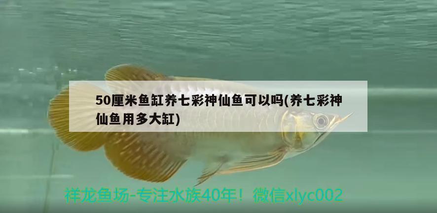 50厘米魚缸養(yǎng)七彩神仙魚可以嗎(養(yǎng)七彩神仙魚用多大缸) 七彩神仙魚