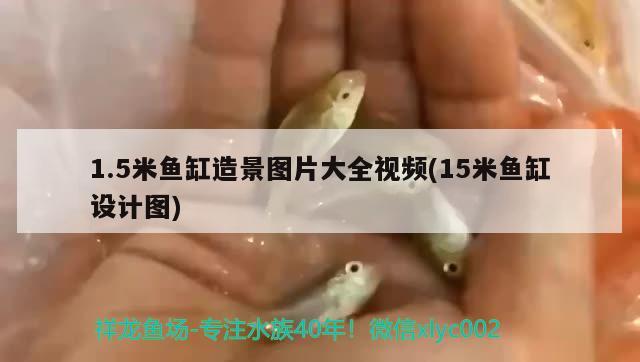 1.5米魚缸造景圖片大全視頻(15米魚缸設(shè)計圖)