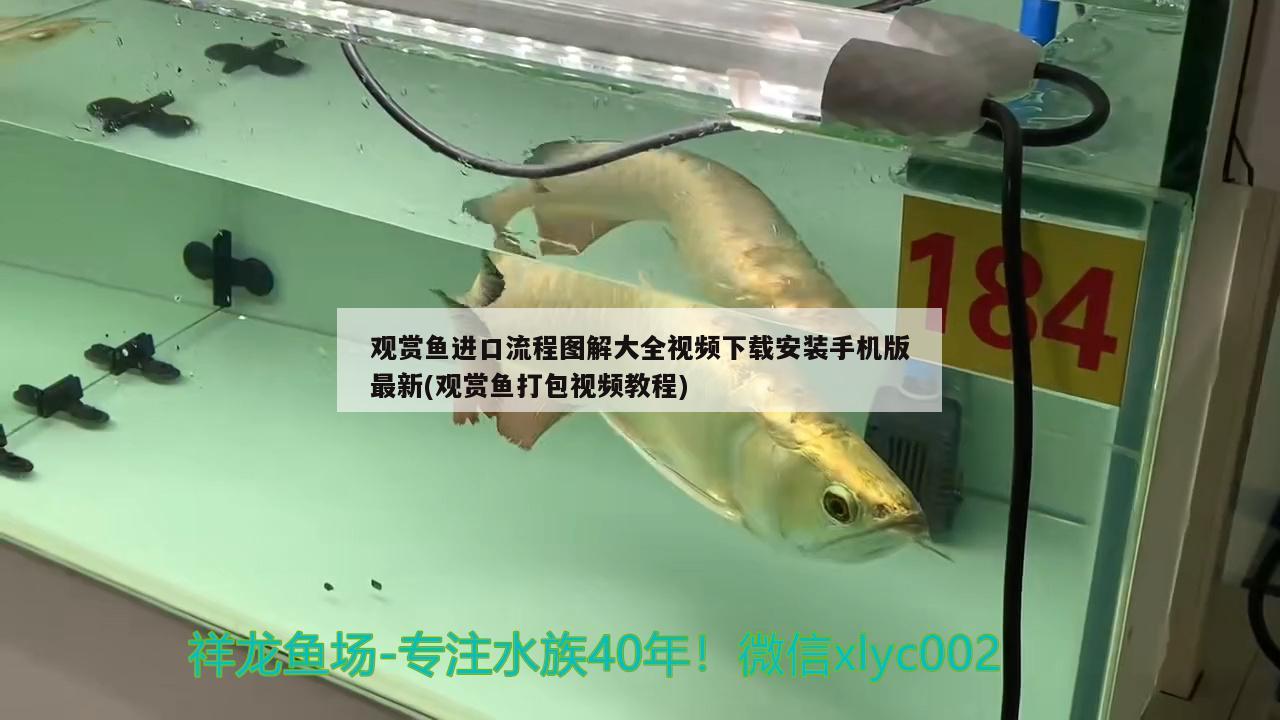 觀賞魚進(jìn)口流程圖解大全視頻下載安裝手機(jī)版最新(觀賞魚打包視頻教程) 觀賞魚進(jìn)出口