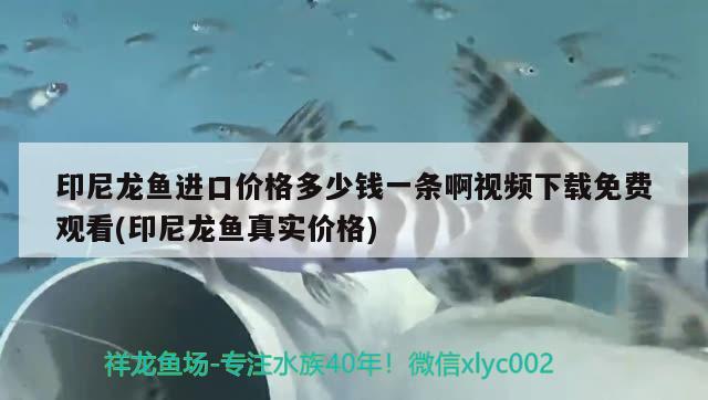 觀賞魚出口最多的國家排名榜前十名圖片(哪個(gè)國家的觀賞魚最發(fā)達(dá))