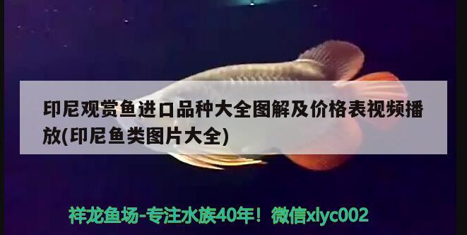 印尼觀賞魚進(jìn)口品種大全圖解及價格表視頻播放(印尼魚類圖片大全)