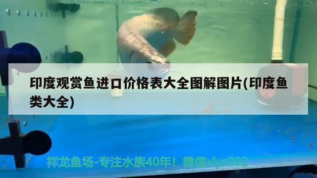 南寧龍魚價格查詢表圖片：南寧廣龍魚 養(yǎng)魚的好處 第1張