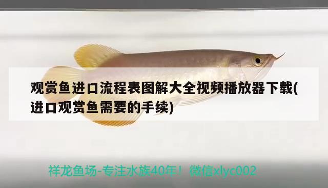 觀賞魚進口流程表圖解大全視頻播放器下載(進口觀賞魚需要的手續(xù)) 觀賞魚進出口