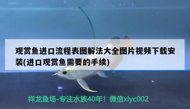 北京魚缸搬運公司電話多少號?。?北京專業(yè)搬運魚缸） 帝王血鉆魚