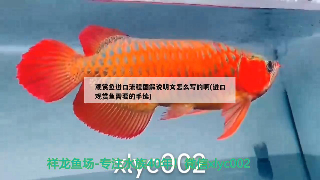 觀賞魚進(jìn)口流程圖解說(shuō)明文怎么寫的啊(進(jìn)口觀賞魚需要的手續(xù)) 觀賞魚進(jìn)出口