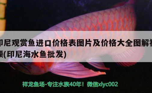 金龍魚魚缸背景圖片大全集（金龍魚背景圖用什么顏色的好）