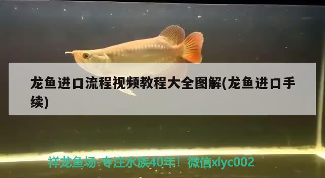 龍魚進口流程視頻教程大全圖解(龍魚進口手續(xù))