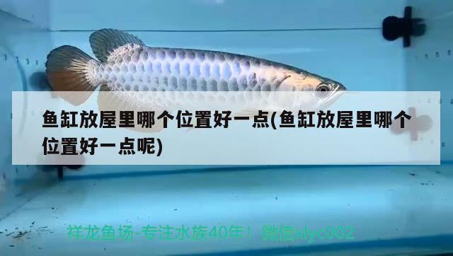 西安水族批發(fā)市場在哪里啊最近（西安市最大的綜合批發(fā)市場） 泰龐海鰱魚 第2張