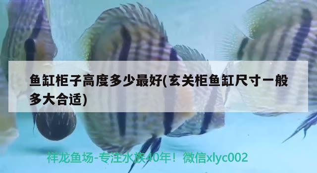 魚缸柜子高度多少最好(玄關柜魚缸尺寸一般多大合適) 黃金貓魚百科