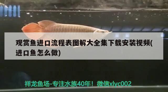 觀賞魚進(jìn)口流程表圖解大全集下載安裝視頻(進(jìn)口魚怎么做) 觀賞魚進(jìn)出口