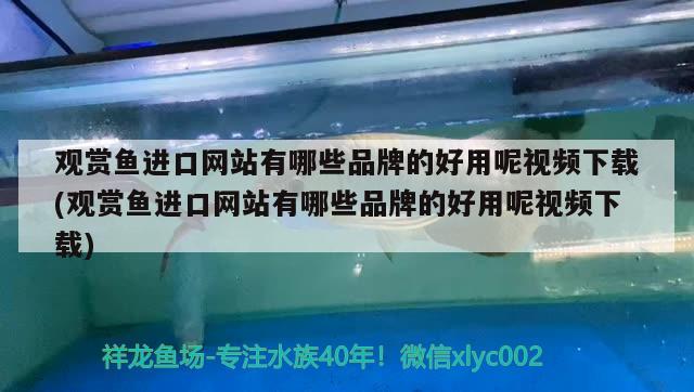 觀賞魚進口網(wǎng)站有哪些品牌的好用呢視頻下載(觀賞魚進口網(wǎng)站有哪些品牌的好用呢視頻下載) 觀賞魚進出口