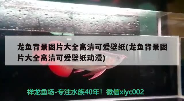 上饒水族批發(fā)市場：腹水還是失鰾？ 觀賞魚水族批發(fā)市場 第3張