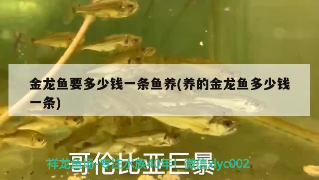 關(guān)于龍魚的紀(jì)錄片(關(guān)于魚龍的視頻 視頻) 祥龍赫舞紅龍魚 第2張