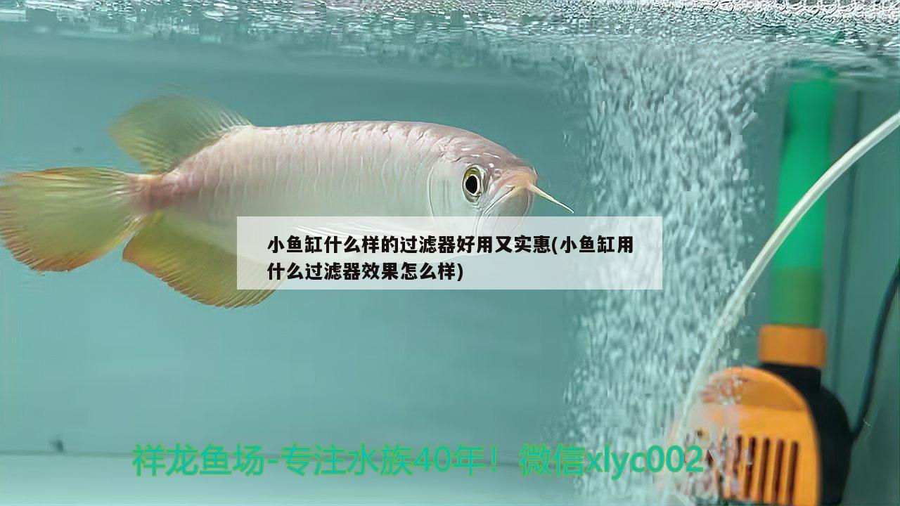 小魚缸什么樣的過濾器好用又實(shí)惠(小魚缸用什么過濾器效果怎么樣) 綠皮辣椒小紅龍