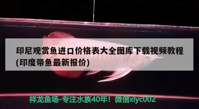 途昂X外觀顏色，大眾cc黑武士什么意思