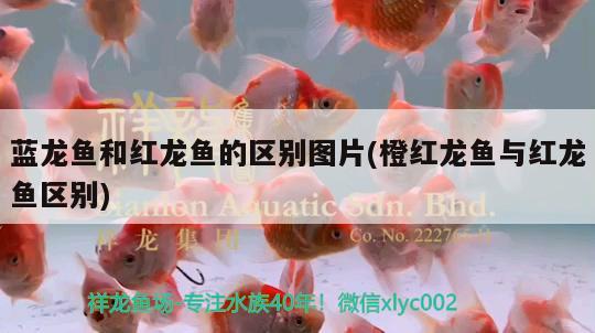 藍(lán)龍魚和紅龍魚的區(qū)別圖片(橙紅龍魚與紅龍魚區(qū)別) 養(yǎng)魚知識