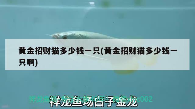 黃金招財貓多少錢一只(黃金招財貓多少錢一只啊) 黃金招財貓魚