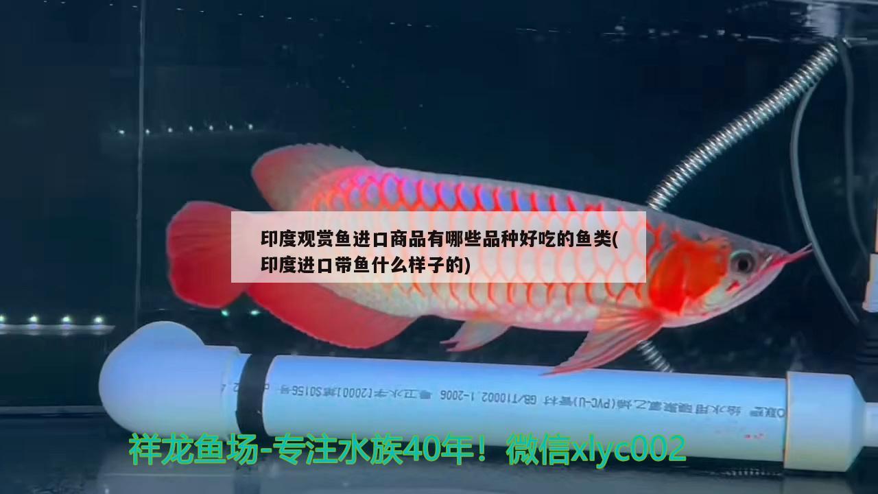 印度觀賞魚進(jìn)口商品有哪些品種好吃的魚類(印度進(jìn)口帶魚什么樣子的) 觀賞魚進(jìn)出口