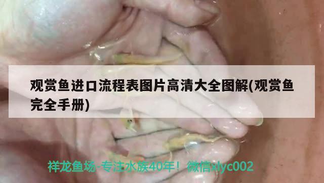 龍魚過背啥意思？高背好還是過背好？，龍魚過背啥意思 水族用品 第2張