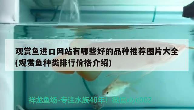 泰國觀賞魚圖片及名字介紹：泰國魚類圖鑒 祥龍水族醫(yī)院 第1張