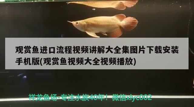 觀賞魚進口流程視頻講解大全集圖片下載安裝手機版(觀賞魚視頻大全視頻播放) 觀賞魚進出口