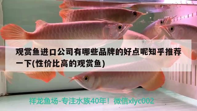 觀賞魚進(jìn)口公司有哪些品牌的好點呢知乎推薦一下(性價比高的觀賞魚) 觀賞魚進(jìn)出口 第2張