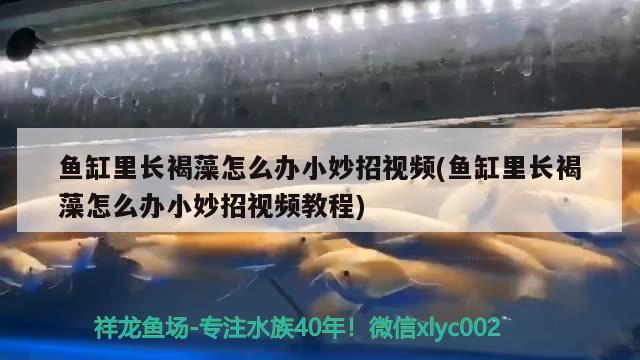 魚缸里長褐藻怎么辦小妙招視頻(魚缸里長褐藻怎么辦小妙招視頻教程) 龍魚專用燈