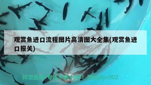 合肥哪里有賣魚缸的地方？合肥市魚缸購(gòu)買指南魚缸種類，合肥哪里有賣魚缸的地方合肥哪里有賣魚缸的地方 潛水艇魚 第2張