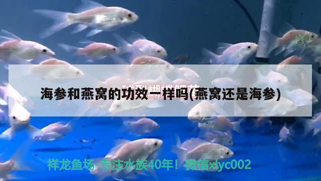 澄海鵝頭為什么貴(澄海鹵鵝頭最貴一個多少錢)