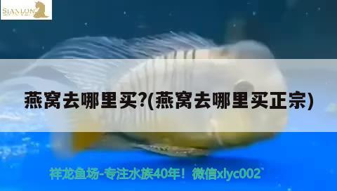 合肥哪里有賣魚缸的地方？合肥市魚缸購(gòu)買指南魚缸種類，合肥哪里有賣魚缸的地方合肥哪里有賣魚缸的地方 潛水艇魚 第1張