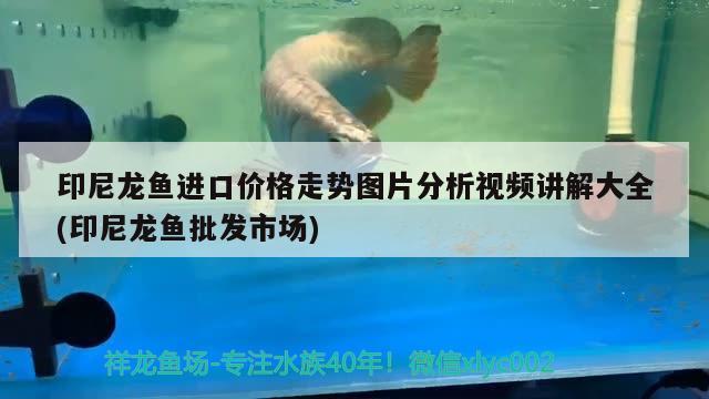 青海西寧定做魚缸青海西寧送魚缸青海西寧魚缸專賣店地址，青海在京東買魚缸廠家地址送嗎？ 白子黃化銀龍魚 第2張