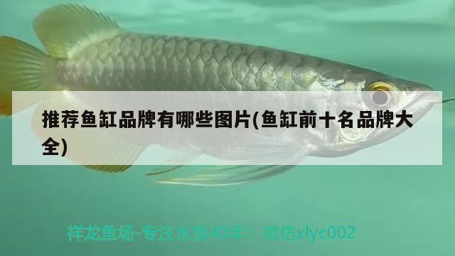 推薦魚缸品牌有哪些圖片(魚缸前十名品牌大全) 白子銀版魚