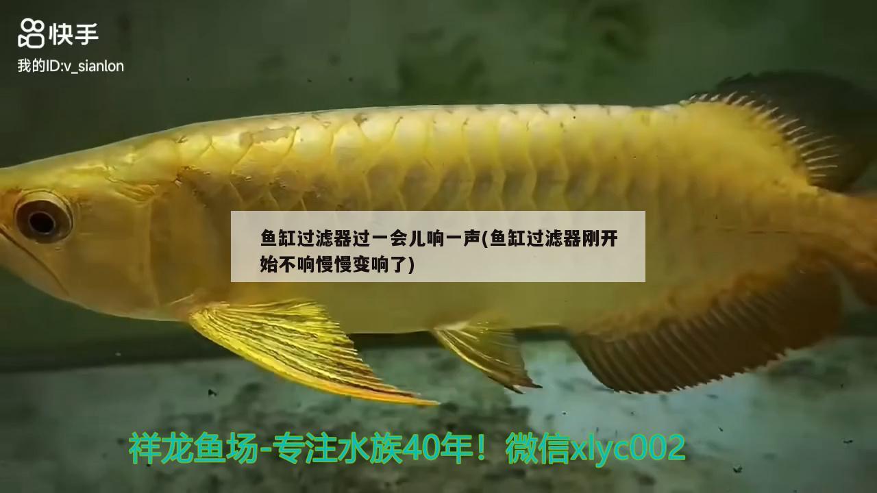 魚缸過濾器過一會(huì)兒響一聲(魚缸過濾器剛開始不響慢慢變響了)